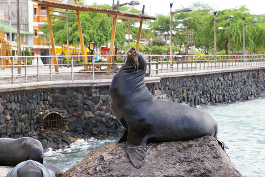 Galapagos Trip Dec 29, 2026
